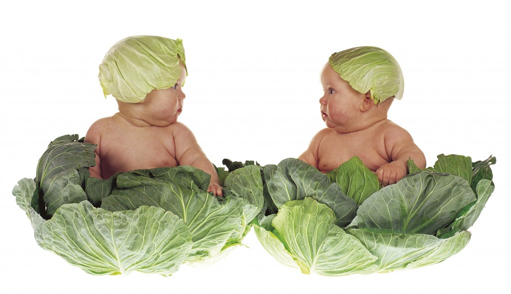 anne-geddes-repollo